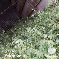 فروش نهال گل محمدی کاشان در اصفهان در گروه خرید فروش نهال - انواع گردو پسته بادام سلطانی انگور در یکمیوه