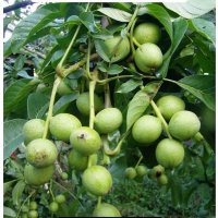 گردو نهال گردو ژنوتیپ دیرگل در اردبیل در گروه خرید فروش نهال - انواع گردو پسته بادام سلطانی انگور در یکمیوه