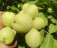 نهال گردو ژنوتیپ مهدیزاده در اشنویه