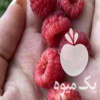 فروش نهال رزبری در جغتای در گروه خرید فروش نهال - انواع گردو پسته بادام سلطانی انگور در یکمیوه