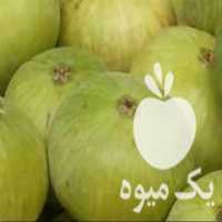 فروش نهال انجیر گلوگاه در مازندران در گروه خرید فروش نهال - انواع گردو پسته بادام سلطانی انگور در یکمیوه