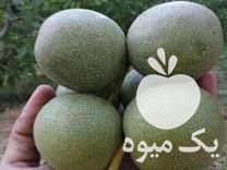 فروش نهال بادام و گردو در اراک در گروه خرید فروش نهال - انواع گردو پسته بادام سلطانی انگور در یکمیوه -عکس1