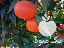فروش نارنگی پیج در تنکابن در گروه خرید فروش عمده نارنگی - ژاپنی بندر فروش عمده محصولات در یکمیوه -عکس1