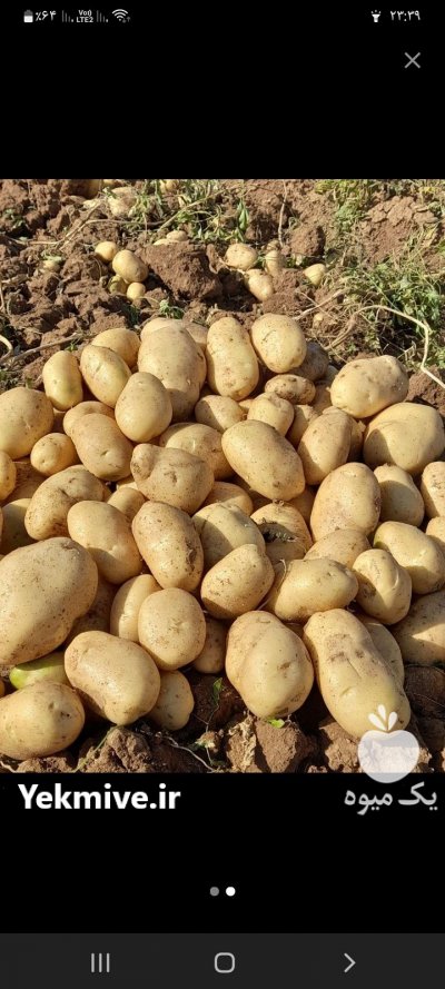 سیب زمینی بذری در دامنه در گروه خرید فروش عمده سیب زمینی - زودرس دیررس آگریا اسپریت اردبیل همدان در یکمیوه -عکس1