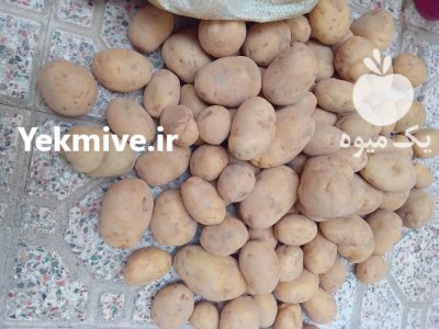 سیب زمینی بذری در دامنه در گروه خرید فروش عمده سیب زمینی - زودرس دیررس آگریا اسپریت اردبیل همدان در یکمیوه -عکس3