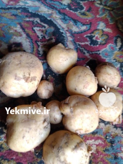 سیب زمینی بذری در دامنه در گروه خرید فروش عمده سیب زمینی - زودرس دیررس آگریا اسپریت اردبیل همدان در یکمیوه -عکس4