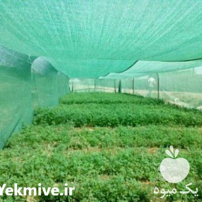 فروش شید گلخانه ای در تهران در گروه خرید فروش انواع پوشش ها و ورق ها - پلی استر پلی کربنات نایلون در یکمیوه -عکس1