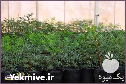 فروش نهال پسته هیبریدی در رفسنجان در گروه خرید فروش نهال - انواع گردو پسته بادام سلطانی انگور در یکمیوه -عکس1