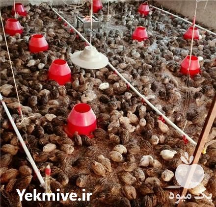 فروش سالن پرورش بلدرچین در همدان در گروه مشاوره - راه اندازی بازاریابی کسب درآمد بهبود کسب و کار در یکمیوه -عکس1