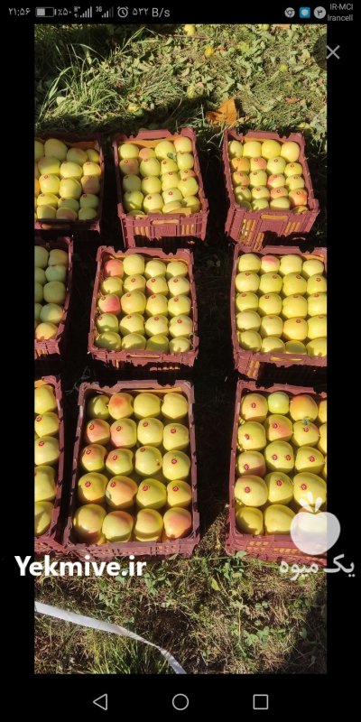 معتبرترین خریدار سیب در ارومیه در گروه خرید فروش عمده سیب - زرد و قرمز گلاب پاییزه در یکمیوه -عکس1