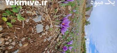 زعفران ناب الشتر در لرستان در گروه خرید فروش عمده زعفران - قائنات قیمت خراسان بهرامن گرم در یکمیوه -عکس4