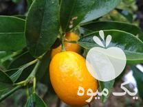 فروش انواع نهال پیوندی در داراب در گروه خرید فروش نهال - انواع گردو پسته بادام سلطانی انگور در یکمیوه -عکس1