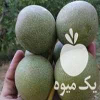فروش نهال بادام و گردو در اراک در گروه خرید فروش نهال - انواع گردو پسته بادام سلطانی انگور در یکمیوه