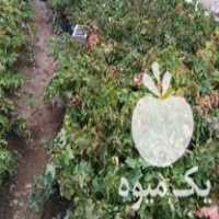 فروش انواع نهال انگور در کاشمر در گروه خرید فروش نهال - انواع گردو پسته بادام سلطانی انگور در یکمیوه