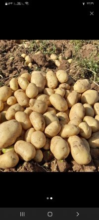 سیب زمینی بذری در دامنه در گروه خرید فروش عمده سیب زمینی - زودرس دیررس آگریا اسپریت اردبیل همدان در یکمیوه