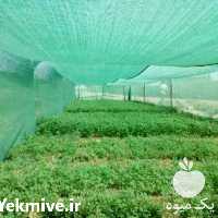 فروش شید گلخانه ای در تهران در گروه خرید فروش انواع پوشش ها و ورق ها - پلی استر پلی کربنات نایلون در یکمیوه