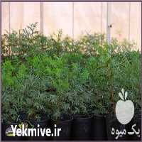 فروش نهال پسته هیبریدی در رفسنجان در گروه خرید فروش نهال - انواع گردو پسته بادام سلطانی انگور در یکمیوه