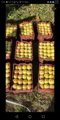 معتبرترین خریدار سیب در ارومیه در گروه خرید فروش عمده سیب - زرد و قرمز گلاب پاییزه در یکمیوه