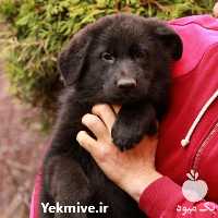 فروش ژرمن بلک نر و ماده در تهران در گروه سگ و گربه _ نگهبان هاسکی ژرمن دوبرمن سرابی در یکمیوه