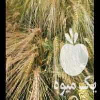 فروش بذر جو واکسیما در تهران در گروه خرید فروش عمده گندم و جو - بلغور شیرازی فروش عمده محصول کشاورزی در یکمیوه