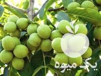 فروش نهال های لیبر دار و اصلاح شده در اصفهان در گروه خرید فروش نهال - انواع گردو پسته بادام سلطانی انگور در یکمیوه -عکس1