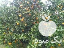 فروش پرتقال خونی حدود سی تن بار در بندرگز در گروه خرید فروش عمده پرتقال - پرتقال رسمی تامسون خونی جنوب در یکمیوه -عکس1