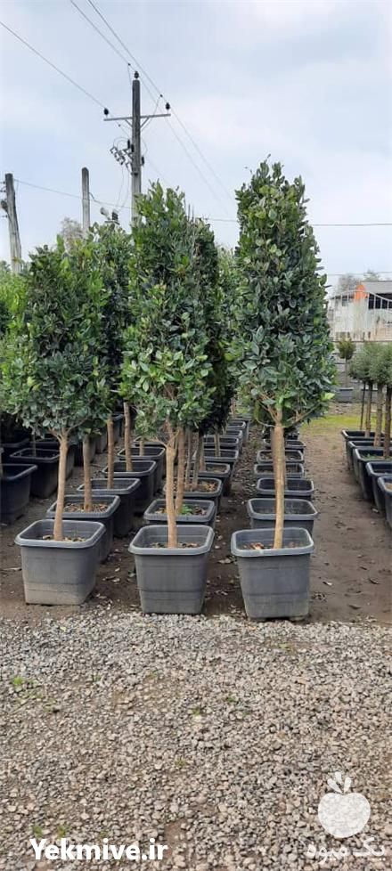 تولید و فروش گل و گیاه و درختچه های بیرونی در تهران در گروه خرید فروش عمده گیاهان زینتی - گرمسیری آپارتمانی باغچه آب در یکمیوه -عکس1