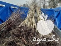 فروش نهال گردو چندلر در آبگرم در گروه خرید فروش نهال - انواع گردو پسته بادام سلطانی انگور در یکمیوه -عکس1
