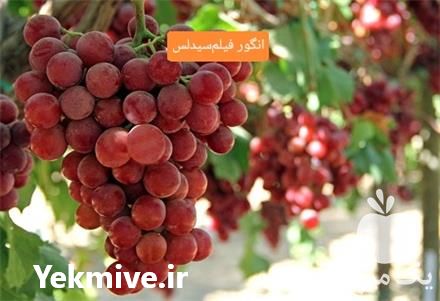 خرید نهال انگور زود رس در کرج در گروه خرید فروش نهال - انواع گردو پسته بادام سلطانی انگور در یکمیوه -عکس1