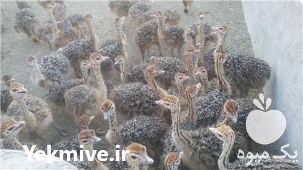 فروش جوجه شتر مرغ شرکت طیور پروران میهن در تهران در گروه مرغ و خروس و بوقلمون و اردک قو قاز در یکمیوه -عکس1