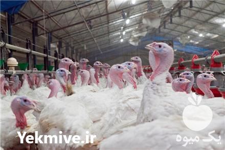 خرید بوقلمون زنده طیور پروران میهن در تهران در گروه مرغ و خروس و بوقلمون و اردک قو قاز در یکمیوه -عکس1