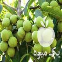 فروش نهال های لیبر دار و اصلاح شده در اصفهان در گروه خرید فروش نهال - انواع گردو پسته بادام سلطانی انگور در یکمیوه