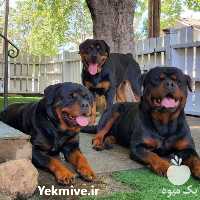 فروش سگ های گارد و نگهبان حرفه ای در تهران در گروه سگ و گربه _ نگهبان هاسکی ژرمن دوبرمن سرابی در یکمیوه