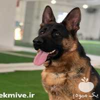 خرید و فروش سگ ژرمن شپرد آلمانی اصیل در اصفهان در گروه سگ و گربه _ نگهبان هاسکی ژرمن دوبرمن سرابی در یکمیوه