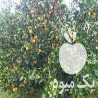 فروش پرتقال خونی حدود سی تن بار در بندرگز در گروه خرید فروش عمده پرتقال - پرتقال رسمی تامسون خونی جنوب در یکمیوه
