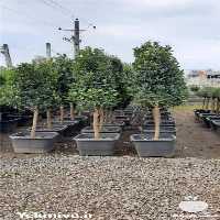 تولید و فروش گل و گیاه و درختچه های بیرونی در تهران در گروه خرید فروش عمده گیاهان زینتی - گرمسیری آپارتمانی باغچه آب در یکمیوه