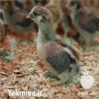 فروش مستقیم و بدون واسطه پوشال برای مرغداری در قزوین در گروه تجهیزات دام و طیور - خرید فروش نو دسته دوم در یکمیوه