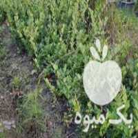 فروش یاس و زرشک زمینی در عباس آباد در گروه خرید فروش عمده ازگیل و تمشک و زرشک - ژاپنی فروش مستقیم در یکمیوه