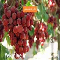 خرید نهال انگور زود رس در کرج در گروه خرید فروش نهال - انواع گردو پسته بادام سلطانی انگور در یکمیوه