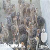 فروش جوجه شتر مرغ شرکت طیور پروران میهن در تهران در گروه مرغ و خروس و بوقلمون و اردک قو قاز در یکمیوه