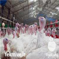 خرید بوقلمون زنده طیور پروران میهن در تهران در گروه مرغ و خروس و بوقلمون و اردک قو قاز در یکمیوه