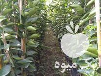 فروش نهالستان رعیت در ساری در گروه خرید فروش نهال - انواع گردو پسته بادام سلطانی انگور در یکمیوه -عکس1