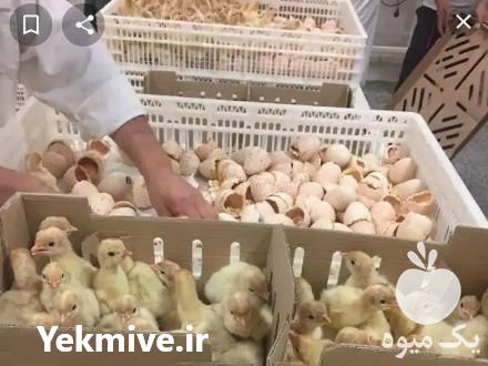 فروش جوجه بوقلمون در لرستان در تهران در گروه مرغ و خروس و بوقلمون و اردک قو قاز در یکمیوه -عکس1