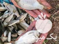 فروش بچه ماهی گرمابی فیتو‌فاک بیگهد کپور آمور در ساری در گروه انواع ماهی - سالمون شیر کپور قرمز شوریده سفید گوپی مرکب در یکمیوه -عکس1