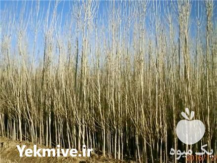 فروش نهال صنوبر در لاهیجان در گروه خرید فروش نهال - انواع گردو پسته بادام سلطانی انگور در یکمیوه -عکس1