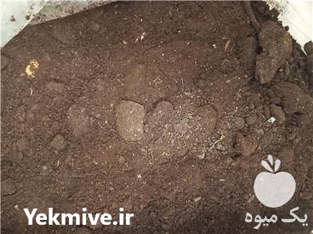فروش خاک باغچه پودری در لاهیجان در گروه خرید فروش کود و مواد شیمیایی - اوره پتاس مرغی کمپوست آهن در یکمیوه -عکس1