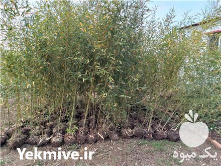 فروش نهال بامبو در لاهیجان در گروه خرید فروش نهال - انواع گردو پسته بادام سلطانی انگور در یکمیوه -عکس1
