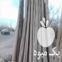 فروش تولید نهال صنوبر اصلاح شده در آستانه اشرفیه در گروه خرید فروش نهال - انواع گردو پسته بادام سلطانی انگور در یکمیوه