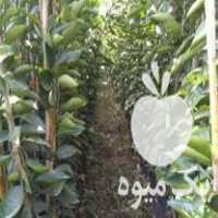 فروش نهالستان رعیت در ساری در گروه خرید فروش نهال - انواع گردو پسته بادام سلطانی انگور در یکمیوه