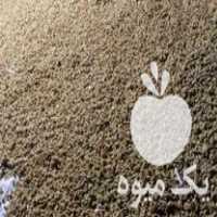 خرید و فروش عمده تخم نارنج در گتاب در گروه خرید فروش عمده نارنج - میوه شمال جنوب خرید و فروش عمده در یکمیوه